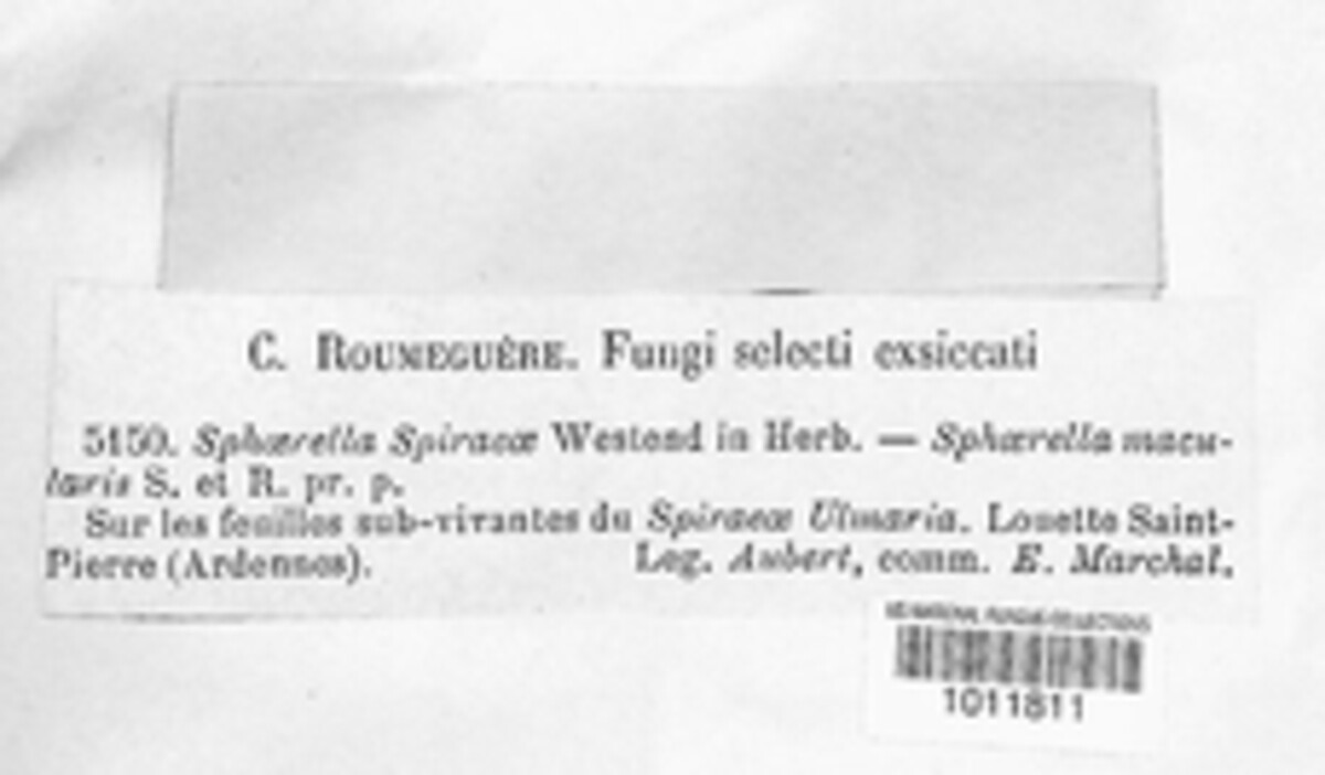 Mycosphaerella spiraeae image